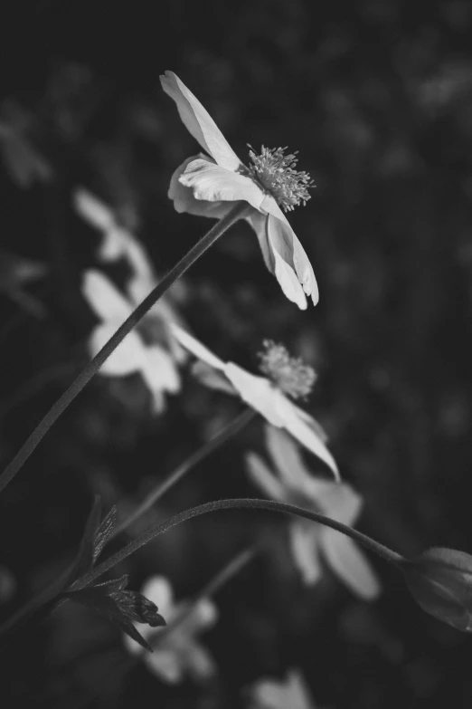 a black and white picture of a plant with lots of flowers