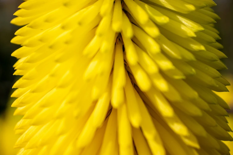 a bright yellow flower is featured with the long leaves