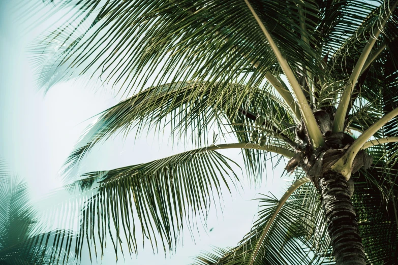 a large palm tree with the leaves growing on it