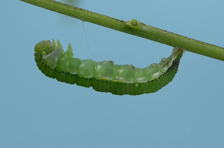 there is a green caterpillar attached to a plant