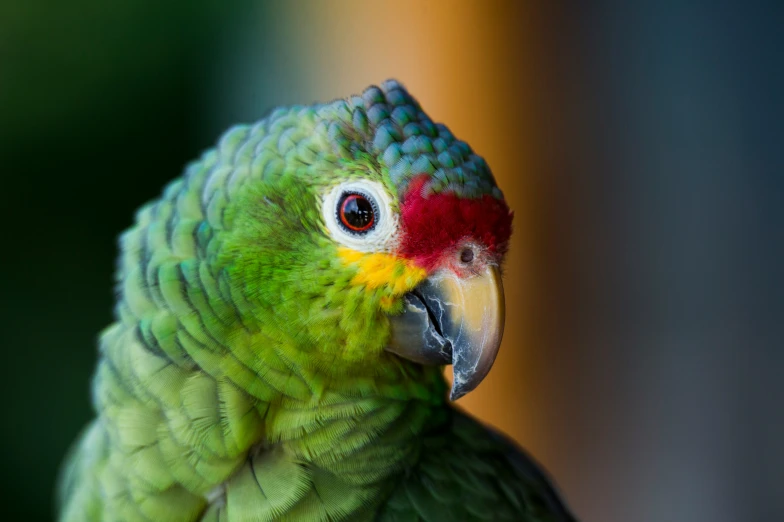 an image of a colorful parrot that is staring