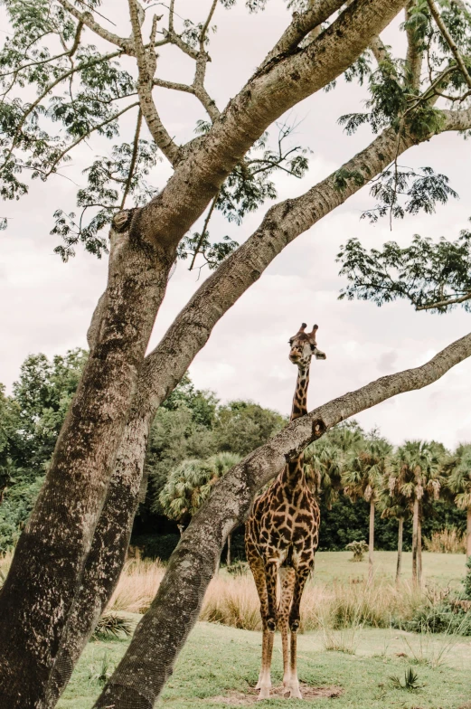 giraffe standing in shade underneath a tree by itself