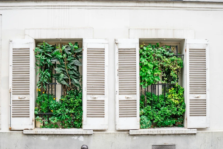 windows on the outside of a building have vines growing inside of them