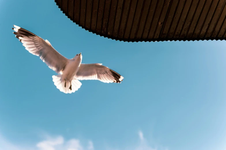 a seagull soaring into the sky from beneath a structure