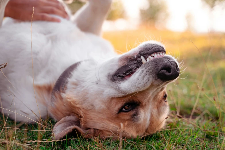 the dog lies down in the grass and looks at soing