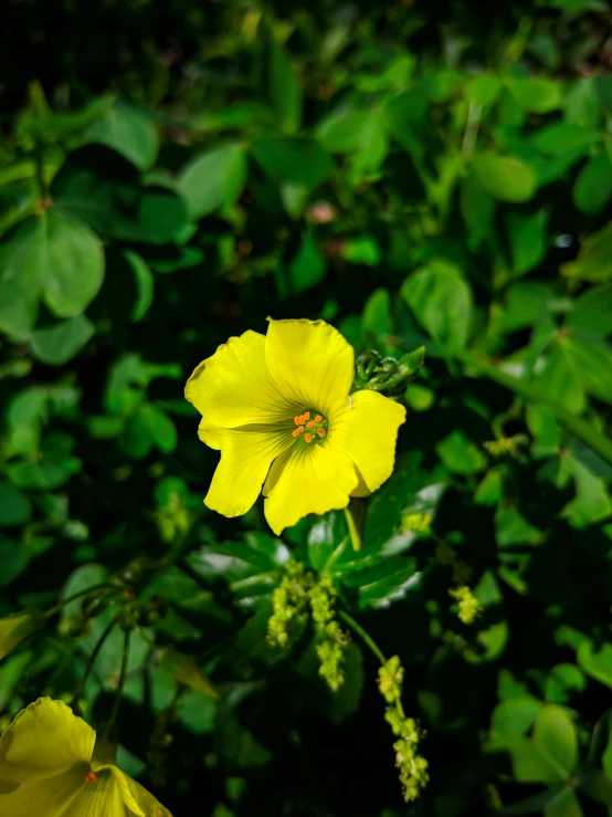 a yellow flower with green leaves in the background