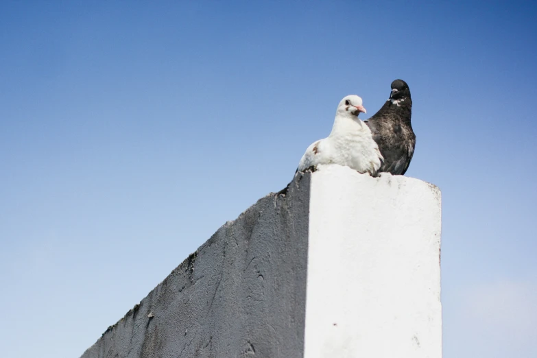 two birds sit atop a white structure with blue sky in the background