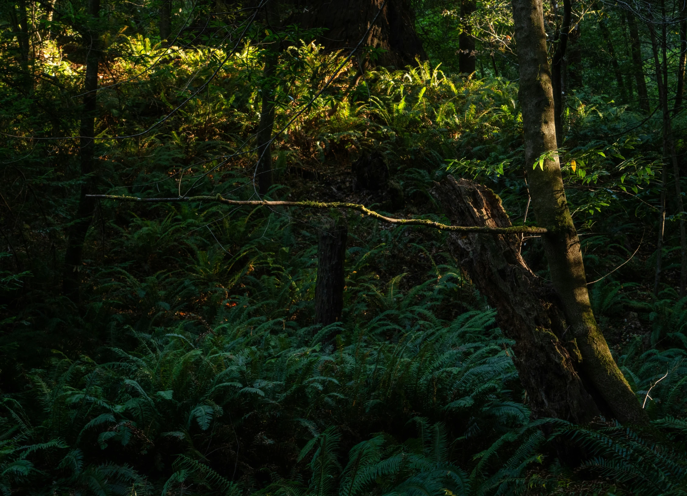 an elephant that is standing in the middle of the woods