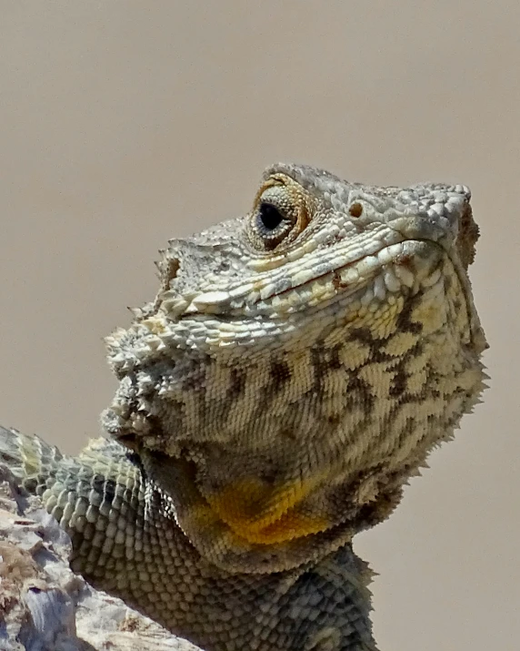 a close up of the front end of a lizard