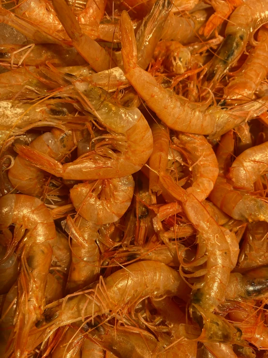 shrimp with golden shrimp skin and tails covered in oil