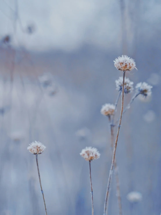 the view of a field with some very pretty flowers