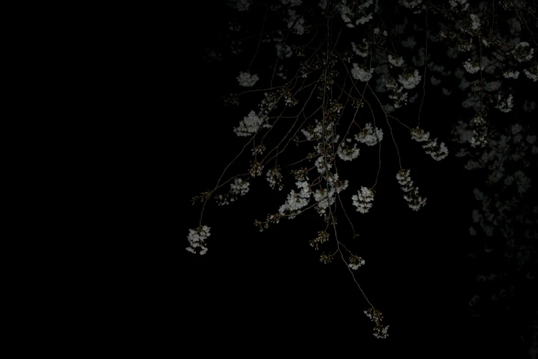 a blurry image of white flowers against black background