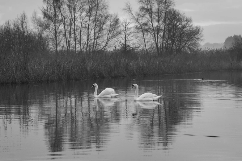 two swans swimming in the water on a lake