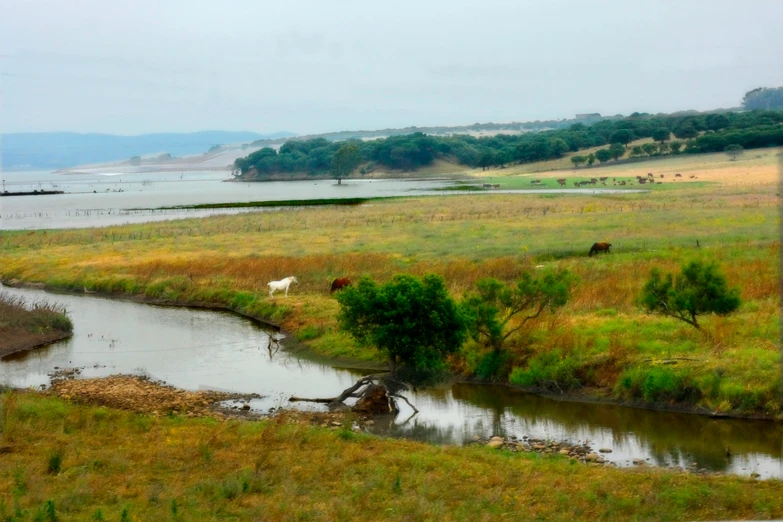 cows in a field next to a river