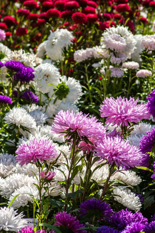 purple, white and red flowers in a garden