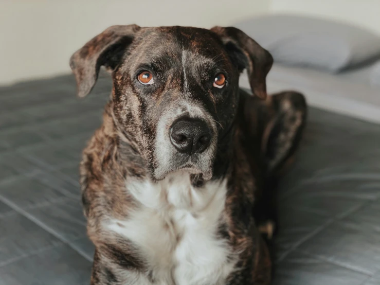 a dog on a bed looking directly into the camera