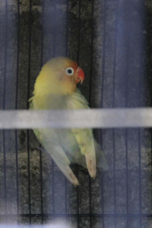 a yellow and green parrot sitting on top of a cage