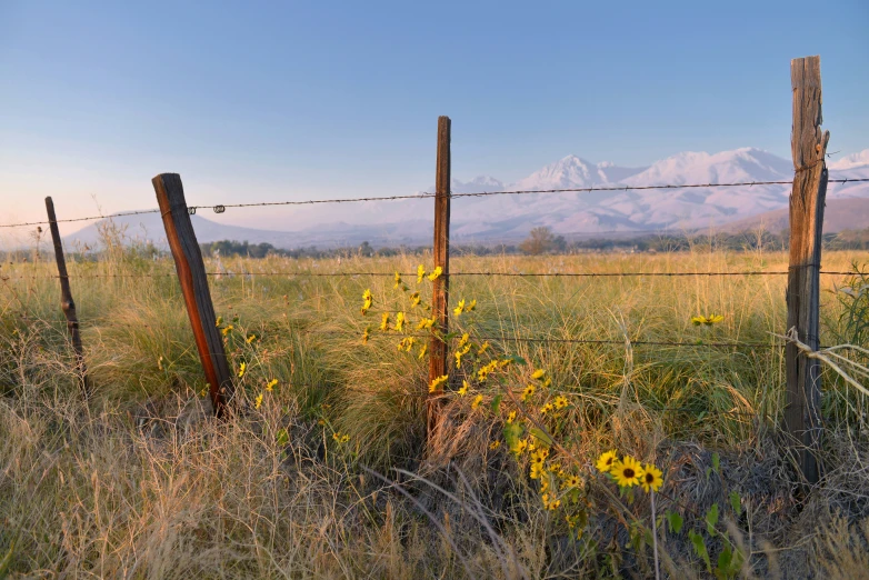 an empty field with a fence surrounding it and some flowers