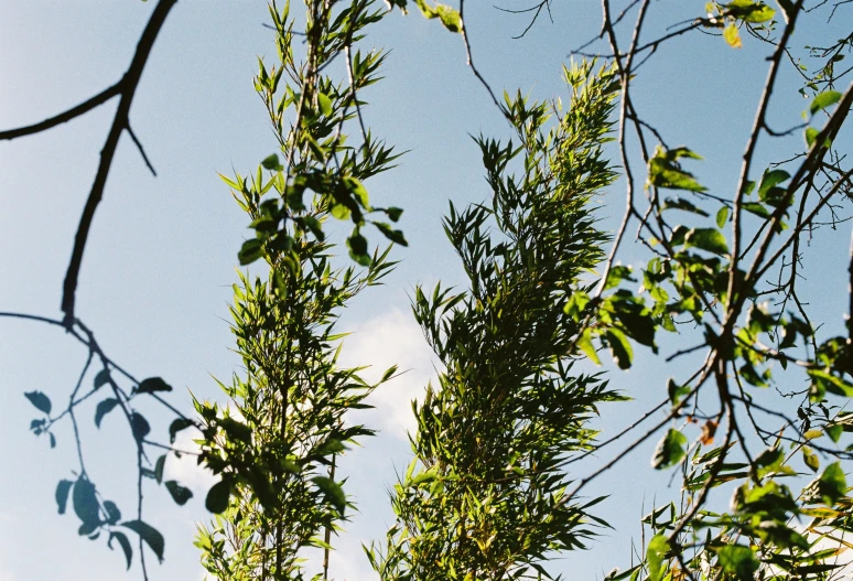 tree nches with leaves on them under blue sky