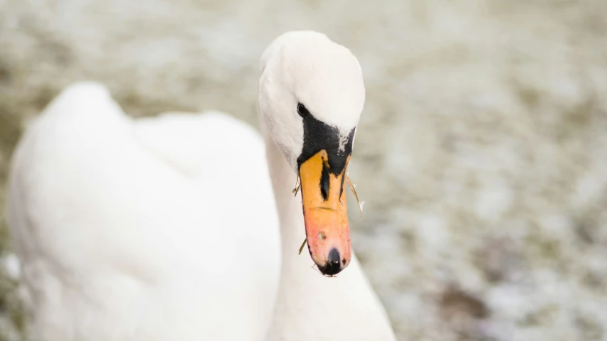 a close up view of a swan on a lake