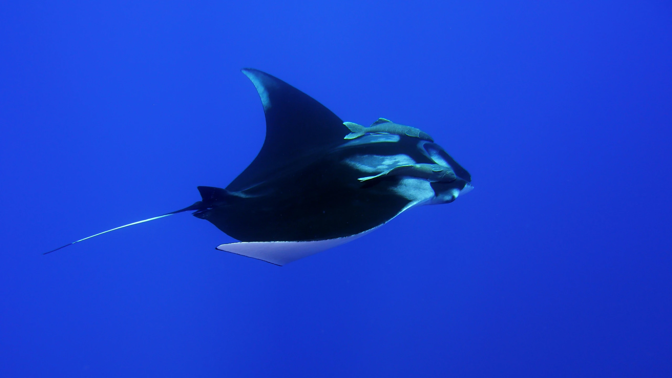 the tail of a manta ray swimming through the blue water