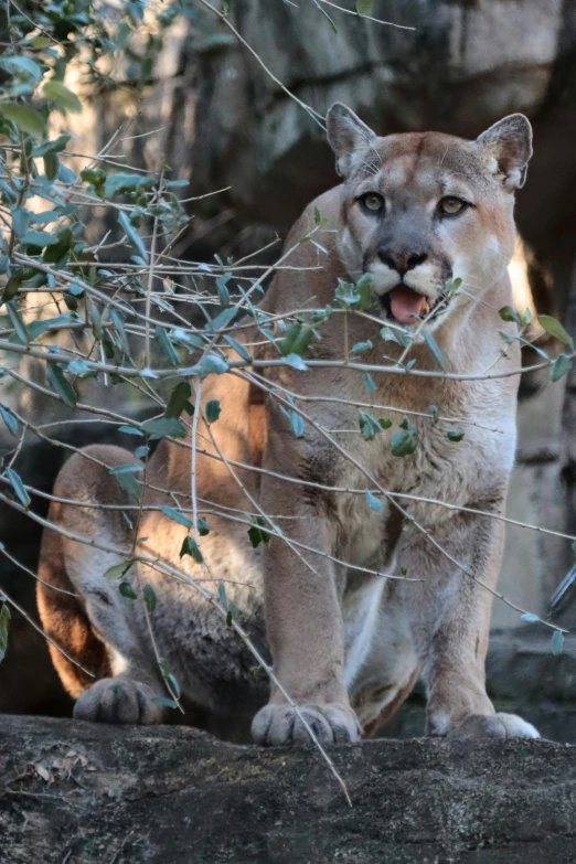 a mountain lion sitting on a rock next to a plant