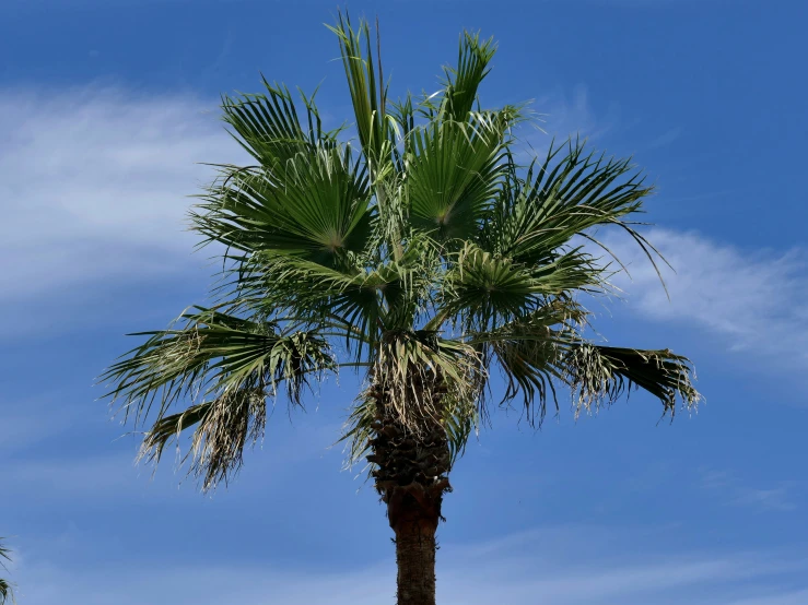 a palm tree is standing with a blue sky