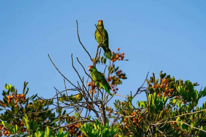 two green birds sitting on the top of a tree