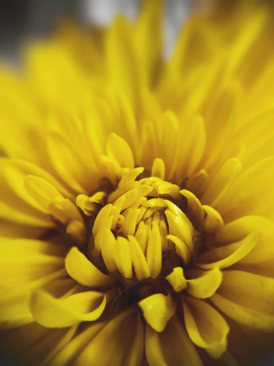 a very large yellow flower sitting in a glass vase