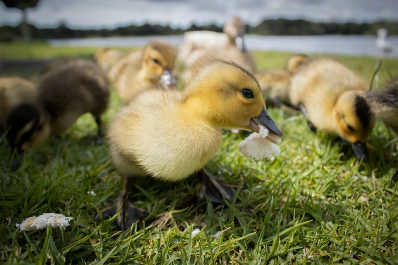 ducks walking in the grass while they eat from their mouths