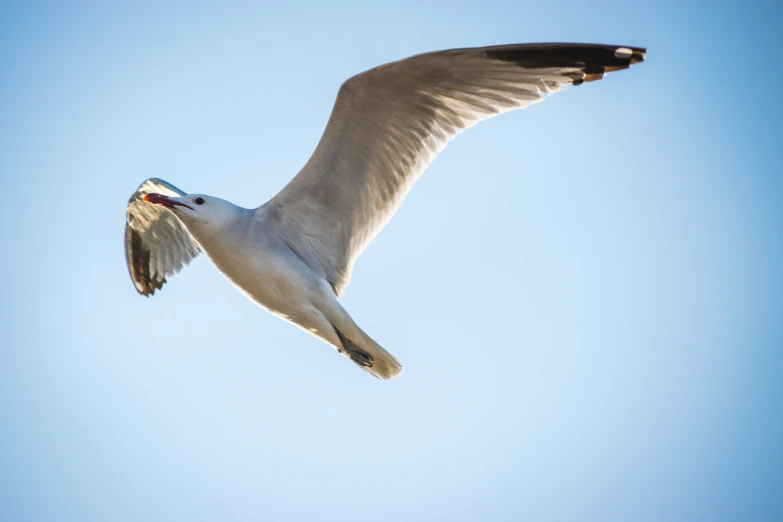 white bird flying in the blue sky