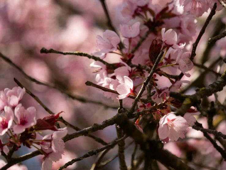 small, pink flowers are blooming on the nches