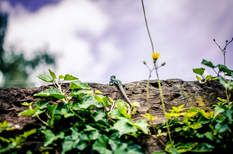 some green plants are growing in the dirt