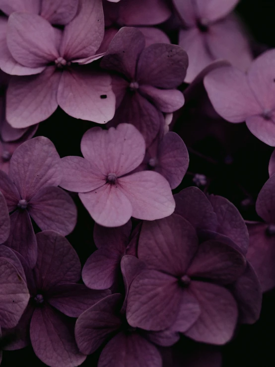 a close up image of purple flowers in the dark