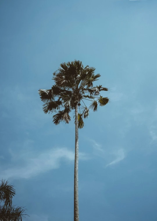 a tall tree stands against the backdrop of blue skies