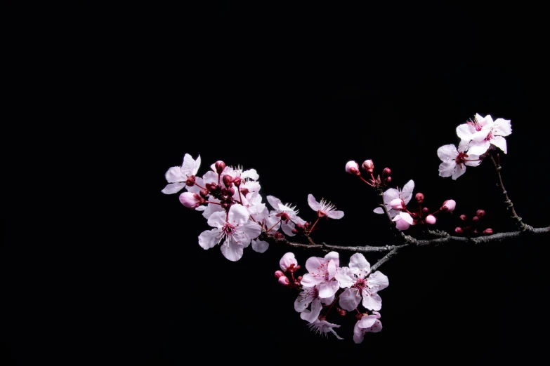 a pink flower with large white flowers on the stems