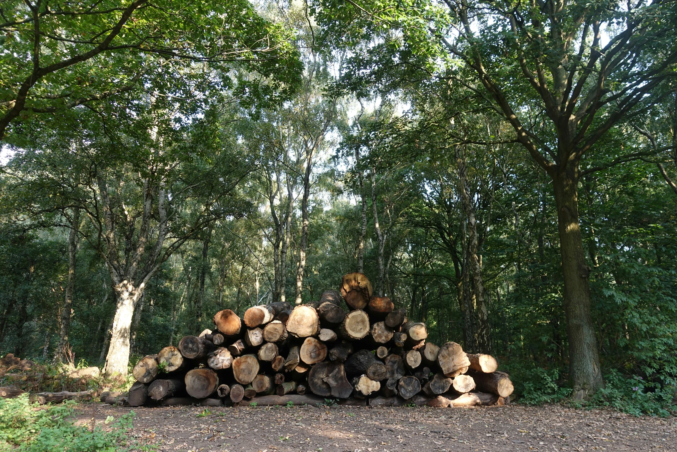 logs piled up in front of many trees