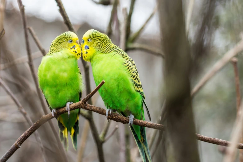 two green parakeets sitting on the nches of a tree