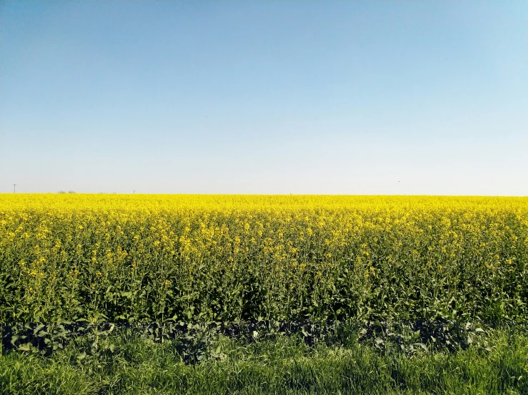 large area of yellow flowers near the grass