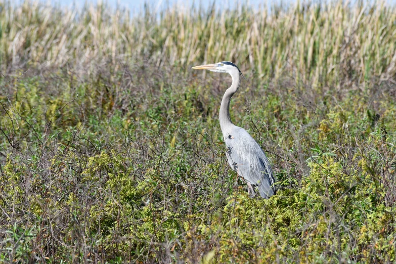 a large bird standing in a field of green