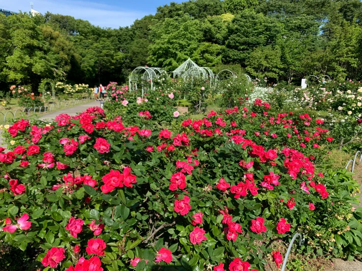 many pink flowers in a garden surrounded by trees