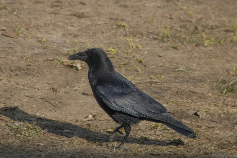 a small black bird sitting on top of a dry grass field