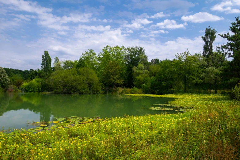 the landscape shows a grassy meadow, pond and trees