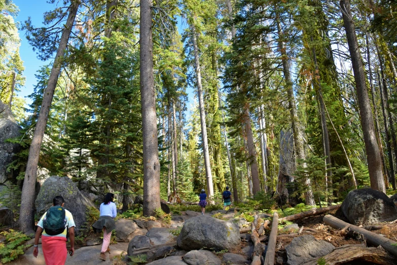 several people are hiking up a path through the woods