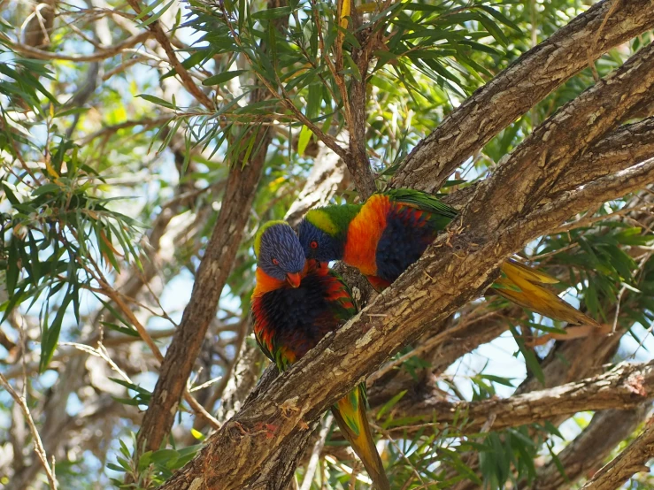 two colorful birds sit on nches in the woods