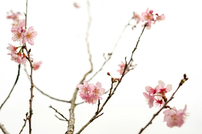 some pink flowers are hanging on the tree