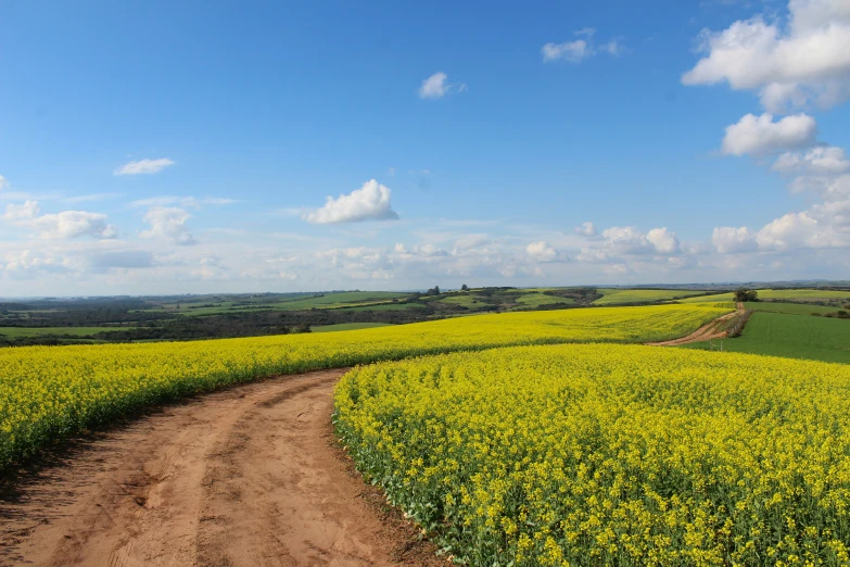this is an image of a path through a canola field