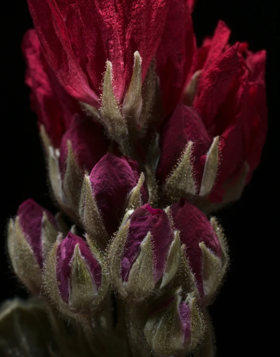 a red flower that is in the dark