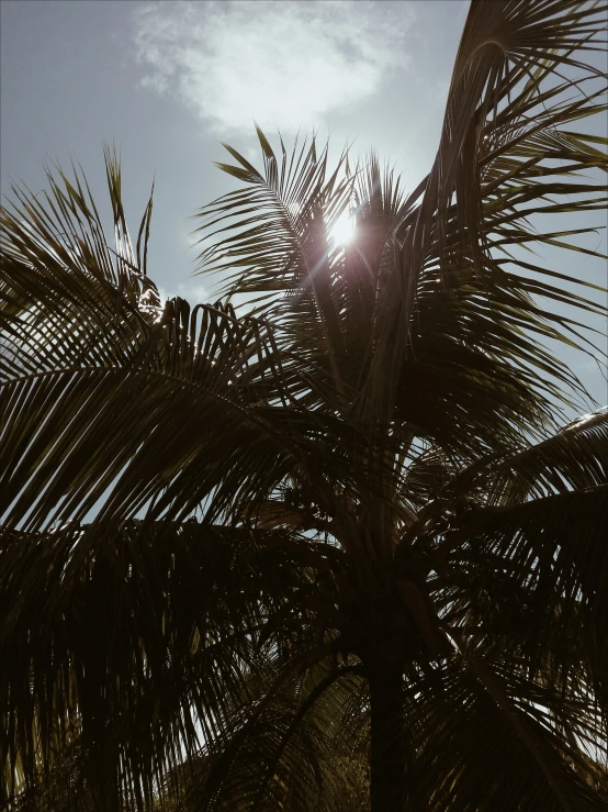 the sun peeking through the nches of a palm tree