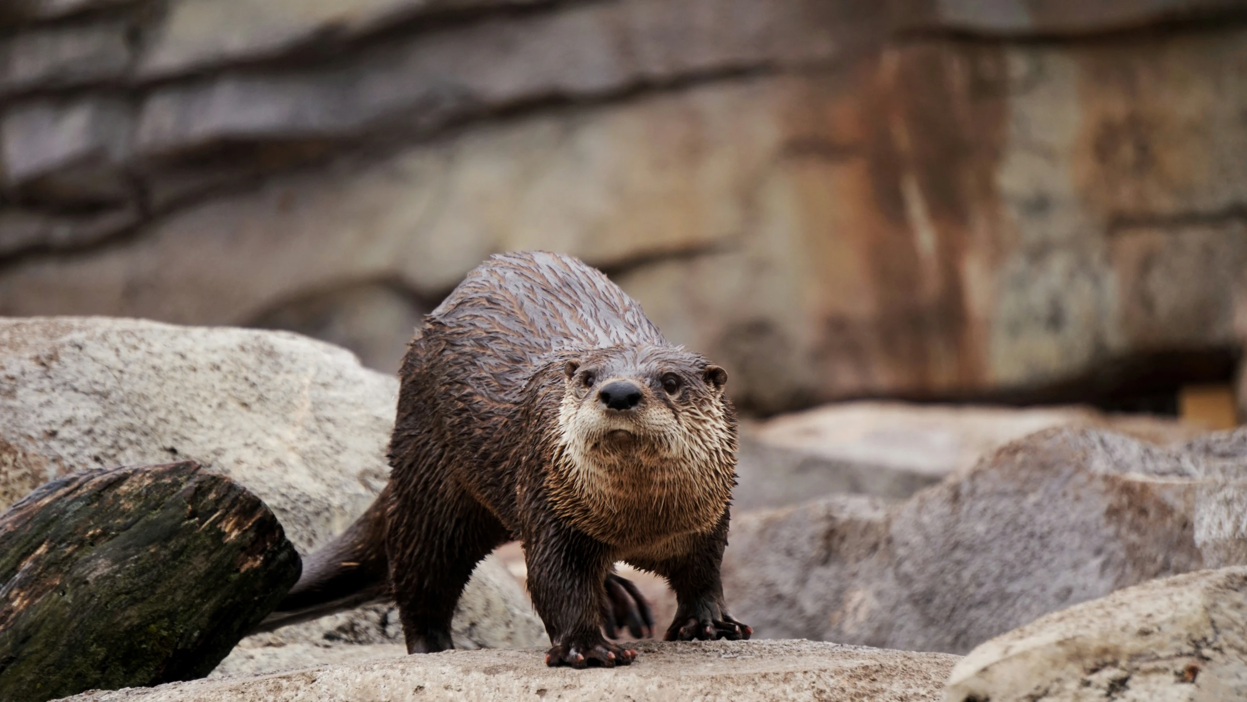 a wet otter on some rocks looking around